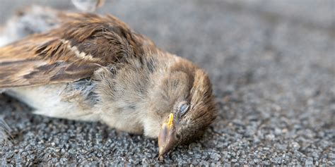 鳥 死亡|鳥の死体は語る｜読み物コーナー｜山階鳥類研究